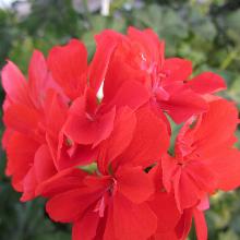 ПЕЛАРГОНИЯ АМПЕЛЬНАЯ горшок-p9 флос