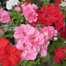 ПЕЛАРГОНИЯ АМПЕЛЬНАЯ МАХРОВАЯ СМЕСЬ ЦВЕТОВ 3 горшка-p9 флос