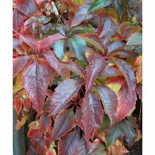 Нажмите чтобы увеличить изображение