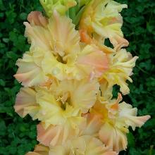 ГЛАДИОЛУС ЗОЛОТАЯ СИМФОНИЯ 10шт-пакет детка