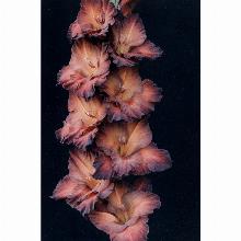 Нажмите чтобы увеличить изображение