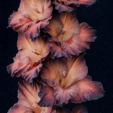 ГЛАДИОЛУС КОРИЧНЕВЫЙ ХАЛЦЕДОН 1шт-пакет 2-разбор