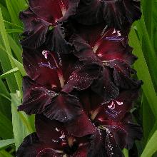 ГЛАДИОЛУС ЭБОНИ БЬЮТИ 3шт-пакет