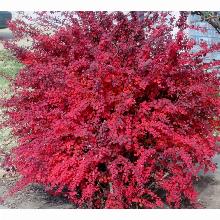 БАРБАРИС СРЕДНИЙ РЕД ДЖЕВЕЛ горшок-p9