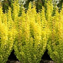 БАРБАРИС ТУНБЕРГА МАРИЯ горшок-p9