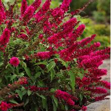 БУДДЛЕЯ ДАВИДА РОЯЛ РЕД пакет