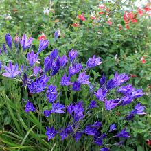 БРОДИЭЯ   5шт-пакет