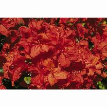 Нажмите чтобы увеличить изображение