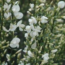 РАКИТНИК АЛЬБУС горшок-p9