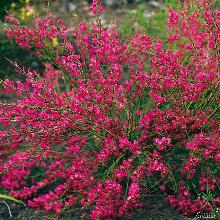 РАКИТНИК ВЕНЕЧНЫЙ БОСКОП РУБИ горшок-p9