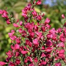 РАКИТНИК ВЕНЕЧНЫЙ ВАНЕССА горшок-p9