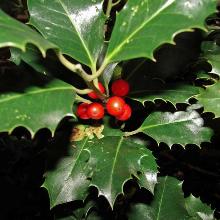 ПАДУБ ОСТРОЛИСТНЫЙ АЛЯСКА горшок-p9