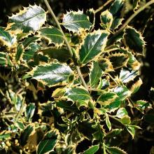 ПАДУБ ОСТРОЛИСТНЫЙ АУРЕА МАРГИНАТА горшок-p9