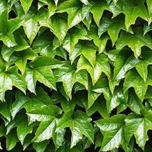 ВИНОГРАД ДЕВИЧИЙ ПЛЮЩЕВИДНЫЙ ВИЧА горшок-с1