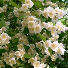 ЧУБУШНИК ВЕНЕЧНЫЙ горшок-p9