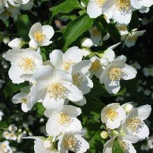 ЧУБУШНИК СИЛЬВЕР ШОУЭР горшок-p9