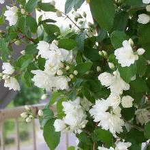 ЧУБУШНИК ВИРЖИНАЛ горшок-p9