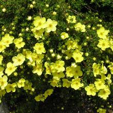 ЛАПЧАТКА ГОЛД СТАР горшок-p9