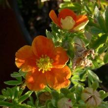 ЛАПЧАТКА ХОПЛЕС ОРАНЖ горшок-p9