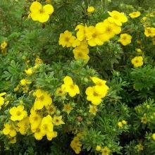 ЛАПЧАТКА ЖАКМАНИ горшок-p9