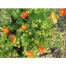 Нажмите чтобы увеличить изображение