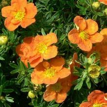 ЛАПЧАТКА ТАНЖЕРИН горшок-p9