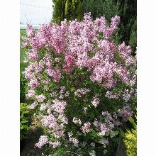 Нажмите чтобы увеличить изображение