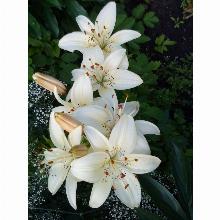 Нажмите чтобы увеличить изображение