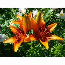 Нажмите чтобы увеличить изображение