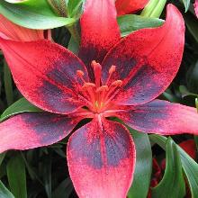 ЛИЛИЯ ПУП АРТ АЗИАТСКИЙ ГИБРИД (СЕРИЯ ТАНГО) 2шт-пакет