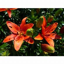 Нажмите чтобы увеличить изображение