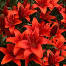 Нажмите чтобы увеличить изображение