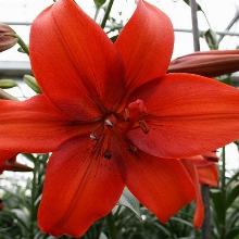 ЛИЛИЯ РЕД СЕНСЕЙШН АЗИАТСКИЙ ГИБРИД 2шт-пакет