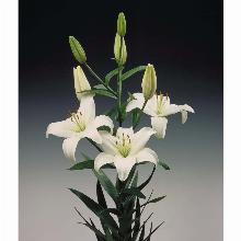 Нажмите чтобы увеличить изображение