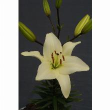 Нажмите чтобы увеличить изображение