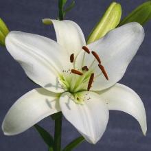 ЛИЛИЯ СОРПРЕССА АЗИАТСКИЙ ГИБРИД 2шт-пакет