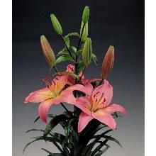 Нажмите чтобы увеличить изображение