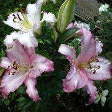 Нажмите чтобы увеличить изображение