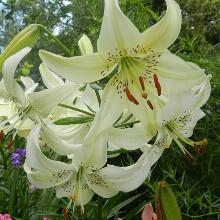 ЛИЛИЯ СВИТ СУРРЕНДЕР ТИГРОВАЯ 2шт-пакет