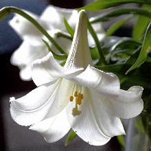 ЛИЛИЯ СНОУ КУИН ЛОНГИФЛОРУМ 2шт-пакет