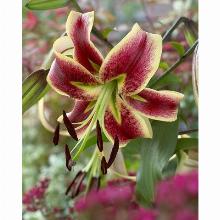 Нажмите чтобы увеличить изображение