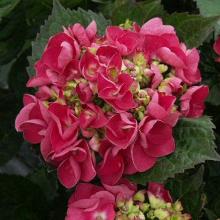 ГОРТЕНЗИЯ КРУПНОЛИСТНАЯ ГРАНДМОНТ горшок-p9