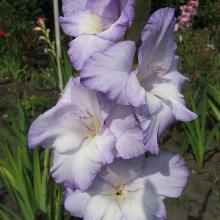 ГЛАДИОЛУС ГРЕЙТ ЛЭЙКЕС 3шт-пакет