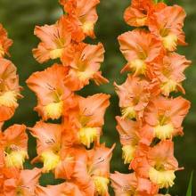 ГЛАДИОЛУС КАРАМЕЛЛО 3шт-пакет