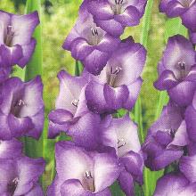 ГЛАДИОЛУС ПУРПЛ КУИН 3шт-пакет