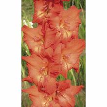 Нажмите чтобы увеличить изображение