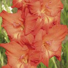 ГЛАДИОЛУС САММЕР ДРИМ 3шт-пакет