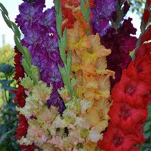 ГЛАДИОЛУС МИКС 5шт-пакет