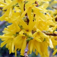 ФОРЗИЦИЯ КАСК ДЭ ОР КОРДИЖЕ горшок-p9