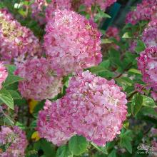 ГОРТЕНЗИЯ МЕТЕЛЬЧАТАЯ САНДЕЙ ФРЕЙЗ РЭНСАН горшок-p9